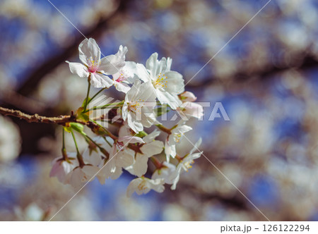 見福公園 ソメイヨシノ桜6ー11 見福公園 ソメイヨシノ桜6ー11 126122294