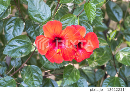 Vibrant red hibiscus flowers bloom, their petals radiant against a backdrop of lush green leaves in a sunny garden setting. 126122314