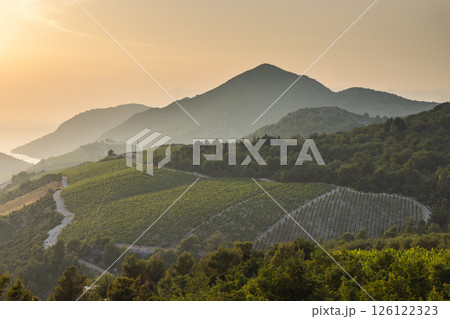 Sea coast of southern Dalmatia in Croatia at sunset, Europe. Vineyard terraces cascade down rolling hills beneath hazy mountains, bathed in the warm light of a setting sun. Sea coast of southern Dalmatia in Croatia at sunset, Europe. Vineyard terraces cascade down rolling hills beneath hazy mountains, bathed in the warm light of a setting sun. 126122323
