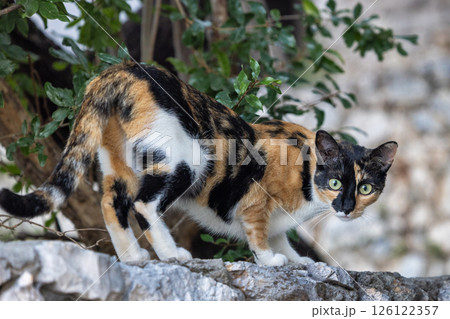 Calico cat perched on stone with inquisitive gaze, amidst greenery. A curious feline in its natural environment. Calico cat perched on stone with inquisitive gaze, amidst greenery. A curious feline in its natural environment. 126122357