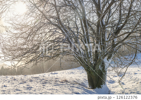 Snowy tree in the foreground of the winter misty landscape at sunny day. The Orava region in north of Slovakia, Europe. 126122376