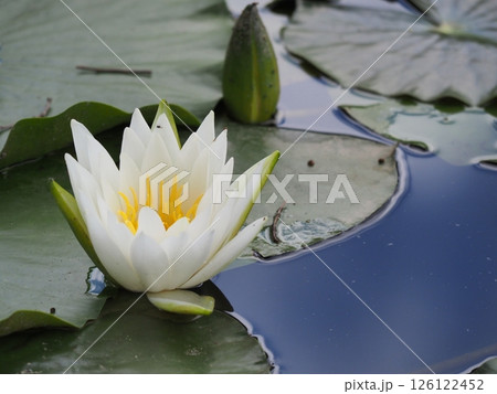 水面に浮かぶ睡蓮の花 126122452