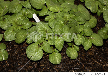 Close up of potato plant leaves on a vegetable patch Close up of potato plant leaves on a vegetable patch 126122521