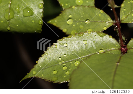 Rose leaf with rain water dew drops close up fresh 126122529