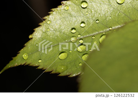 Rose leaf with rain water dew drops close up fresh 126122532