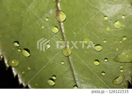 Rose leaf with rain water dew drops close up fresh Rose leaf with rain water dew drops close up fresh 126122535