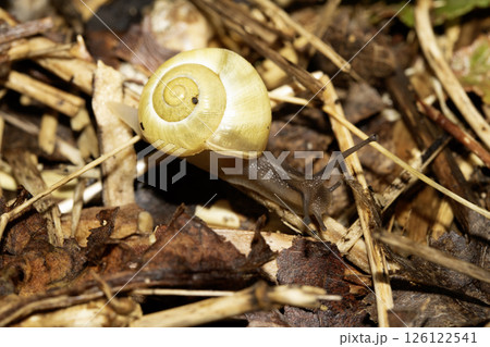 Close up of snails on a moist ground after rain 126122541