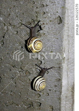 Close up of snails on a moist ground after rain 126122570