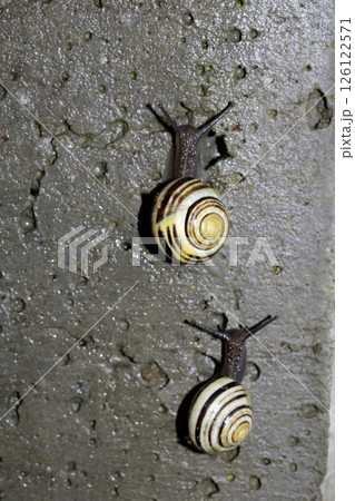 Close up of snails on a moist ground after rain 126122571