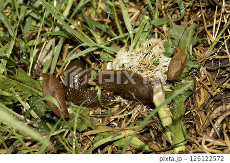 Close up of slugs on a moist ground after the rain 126122572