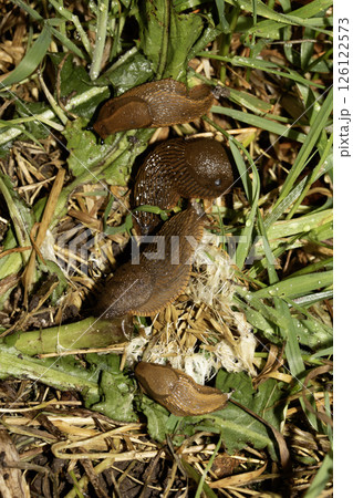 Close up of slugs on a moist ground after the rain Close up of slugs on a moist ground after the rain 126122573