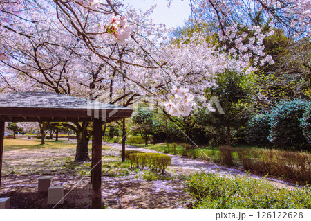 フラワーパーク ソメイヨシノ桜2ー2 フラワーパーク ソメイヨシノ桜2ー2 126122628