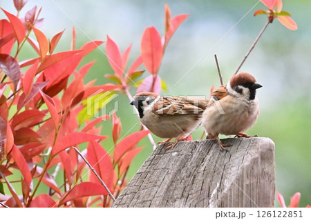 2羽の仲良しスズメ　オスとメス　（オス・メスはイメージ）） 126122851