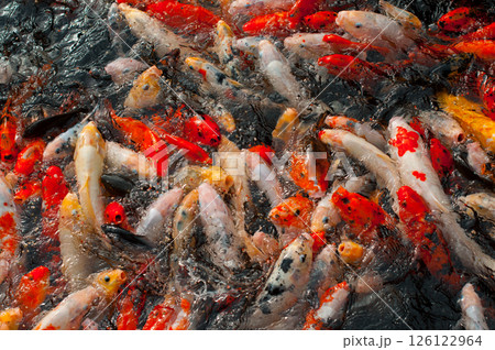 A cluster of koi fish creating movement patterns on the shimmering water surface 126122964