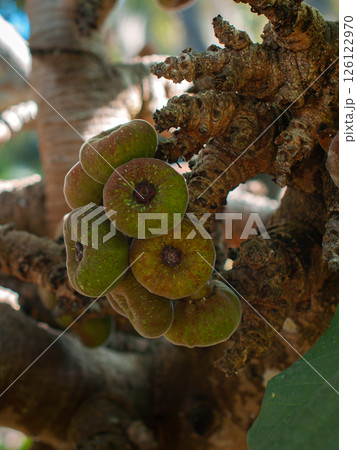 Close-up of green figs growing on a textured tree branch in natural light Close-up of green figs growing on a textured tree branch in natural light 126122970