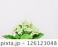 Kalanchoe plant in pot with white flowers on light background 126123048