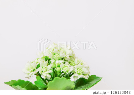 Kalanchoe plant in pot with white flowers on light background Kalanchoe plant in pot with white flowers on light background 126123048