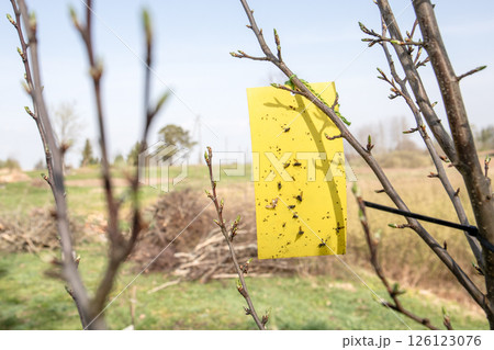 Yellow Sticky Trap for Insect Control on Tree Yellow Sticky Trap for Insect Control on Tree 126123076