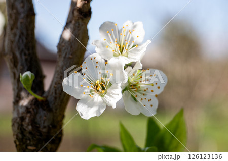 Horticulture and Fruit Growing. White Blossoms on Fruit Tree Branch in Spring Horticulture and Fruit Growing. White Blossoms on Fruit Tree Branch in Spring 126123136