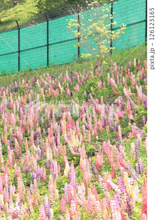 栃木県鹿沼市花木センター のルピナス畑 栃木県鹿沼市花木センター のルピナス畑 126123165