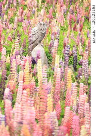 栃木県鹿沼市花木センター のルピナス畑 栃木県鹿沼市花木センター のルピナス畑 126123168