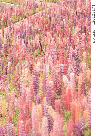 栃木県鹿沼市花木センター のルピナス畑 栃木県鹿沼市花木センター のルピナス畑 126123171