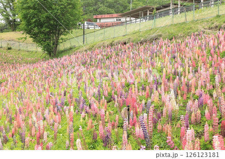 栃木県鹿沼市花木センター のルピナス畑 栃木県鹿沼市花木センター のルピナス畑 126123181