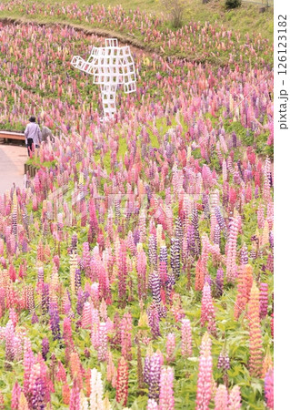 栃木県鹿沼市花木センター のルピナス畑 126123182