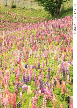 栃木県鹿沼市花木センター のルピナス畑 栃木県鹿沼市花木センター のルピナス畑 126123184