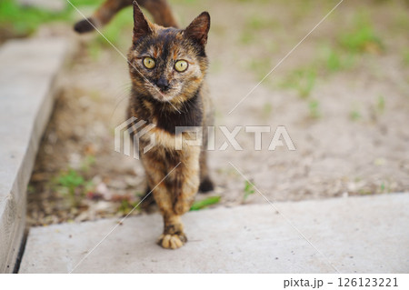 Tricolor stray cat on the street.  126123221