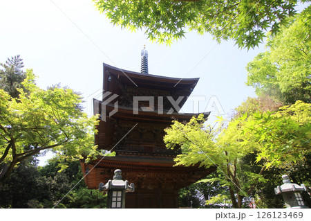 豪徳寺の新緑 126123469