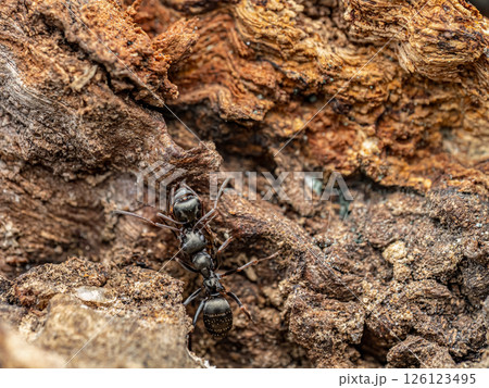 Close-Up of Black Ants on Rotting Wood in Natural Habitat 126123495