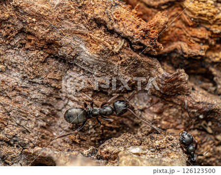 Close-Up View of Ants on Bark in Their Natural Habitat 126123500