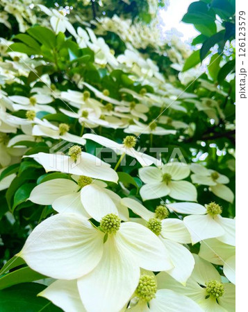 白いヤマボウシの花 126123579