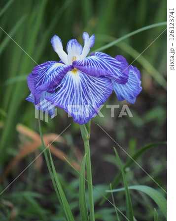 青い菖蒲 青い菖蒲 126123741