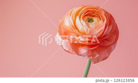Womens Day card design. Generative AI Womens Day card design. Generative AI 126123856