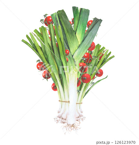 Watercolor illustration of vegetables. Hand-drawn set from isolated clip art on a white background. Bright and juicy pictures of realistic watercolor vegetables for menus, signs, packaging, textiles Watercolor illustration of vegetables. Hand-drawn set from isolated clip art on a white background. Bright and juicy pictures of realistic watercolor vegetables for menus, signs, packaging, textiles 126123970