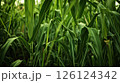 Vibrant sugar cane plantation. Generative AI 126124342