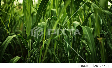 Vibrant sugar cane plantation. Generative AI 126124342