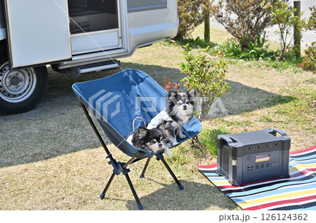 愛犬とオートキャンプ　チワワ　キャンピングカー 126124362