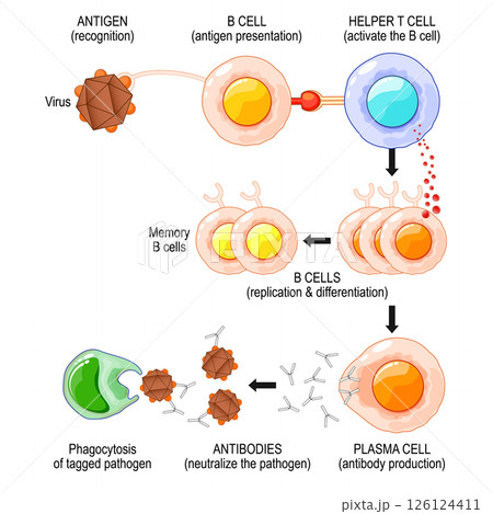 B cell activation process. Humoral immunity 126124411