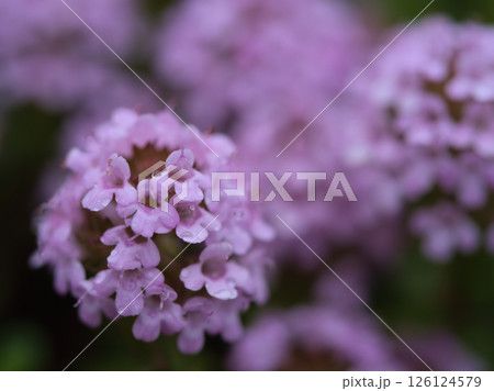 5月に咲いた紫色の花「イブキジャコウソウ（伊吹麝香草）」 126124579