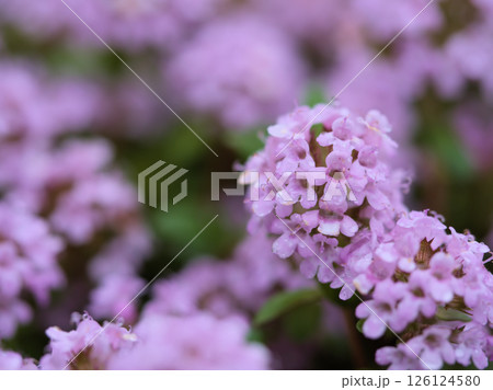 5月に咲いた紫色の花「イブキジャコウソウ（伊吹麝香草）」 126124580