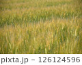 麦の穂 126124596