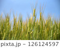 麦の穂 126124597
