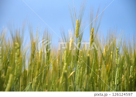 麦の穂 126124597