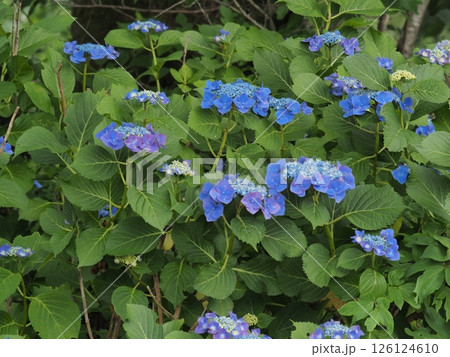 青い紫陽花 126124610
