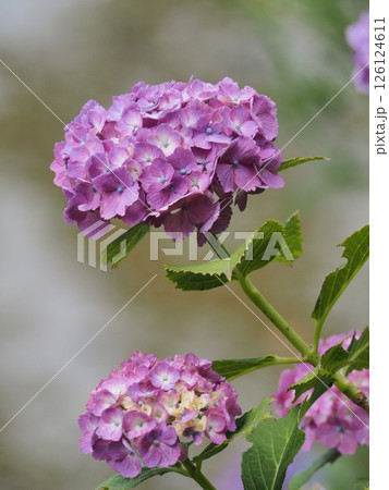 雨に濡れたピンクの紫陽花 126124611