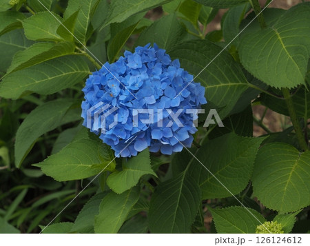 アジサイの花房をクローズアップで撮影した写真 126124612