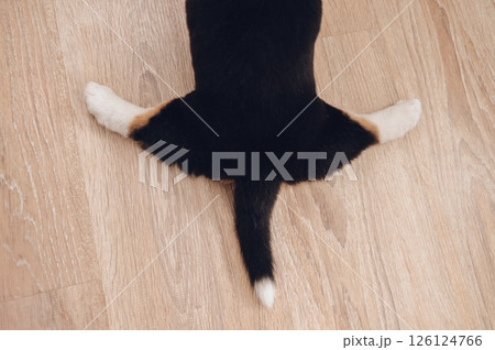 Curious and cute corgi puppy looking at camera, pet love and companionship concept 126124766